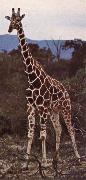 unknow artist Livsrummet had shrank ago giraffe pa its hemkontinent china oil painting artist